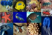 Image collage of various Reef creatures