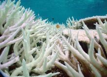 Coral bleaching impact