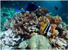 Reef biodiversity