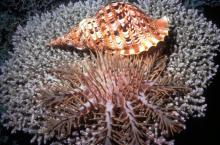 Crown-of-thorns starfish and Giant Triton snail