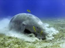 Dugong feeding